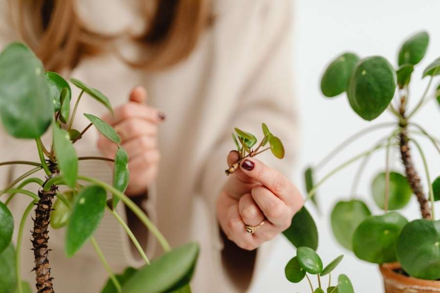 Une personne montre une petite bouture de plante verte en pot.